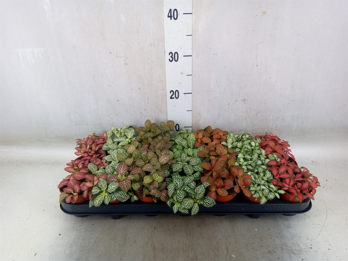 <h4>Fittonia   ...mix 7</h4>