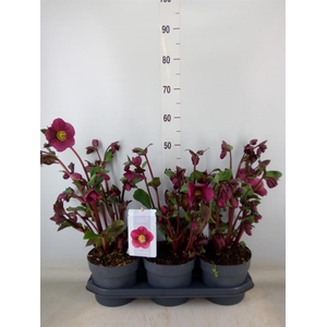 Helleborus  'Fkiss Annas Red'