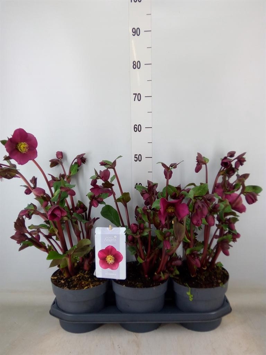 <h4>Helleborus 'Fkiss Annas Red'</h4>