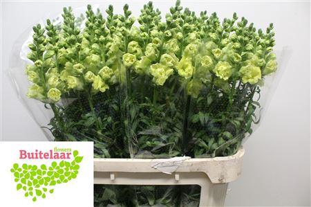 Antirrhinum Nl. Ho Double Yellow