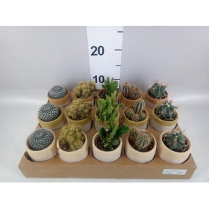 Cactus   ...mix
