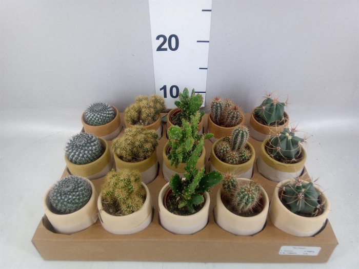 <h4>Cactus   ...mix</h4>