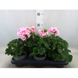 Pelargonium zona.   ...F1