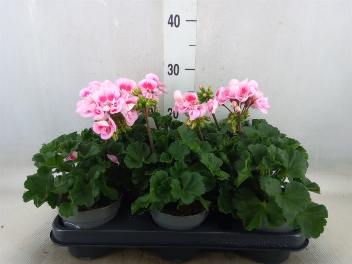 <h4>Pelargonium zona.   ...F1</h4>