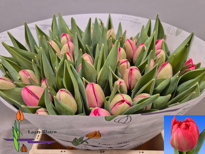 <h4>TU DU BELGRAVIA</h4>