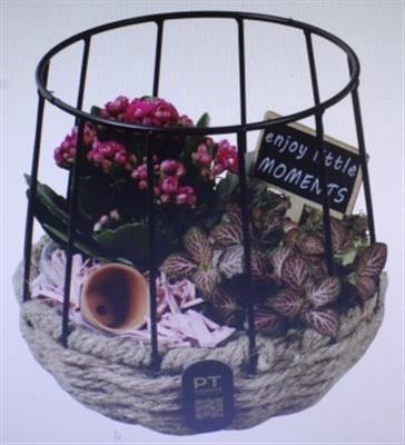 <h4>5267 Roze Rond Mand</h4>