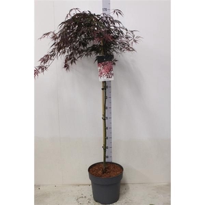 Acer palmatum 'Garnet' op stam P32 potgekweekt