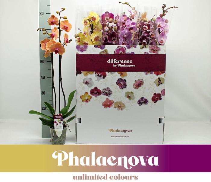 <h4>Gemengd 2-tak 80cm 12 Kleuren doos mix (RIJP)</h4>