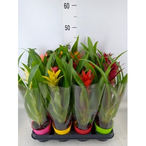 Guzmania   ...mix