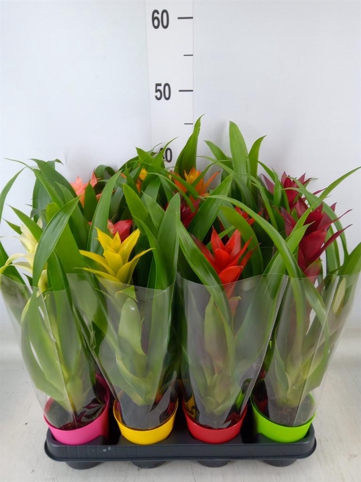 <h4>Guzmania   ...mix</h4>