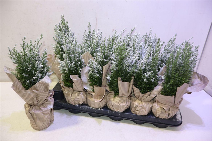 <h4>arr8 Cham L Ellwoodii + Snow In Cadeau Folie</h4>