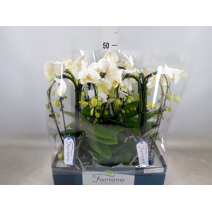 Phalaenopsis   ...white