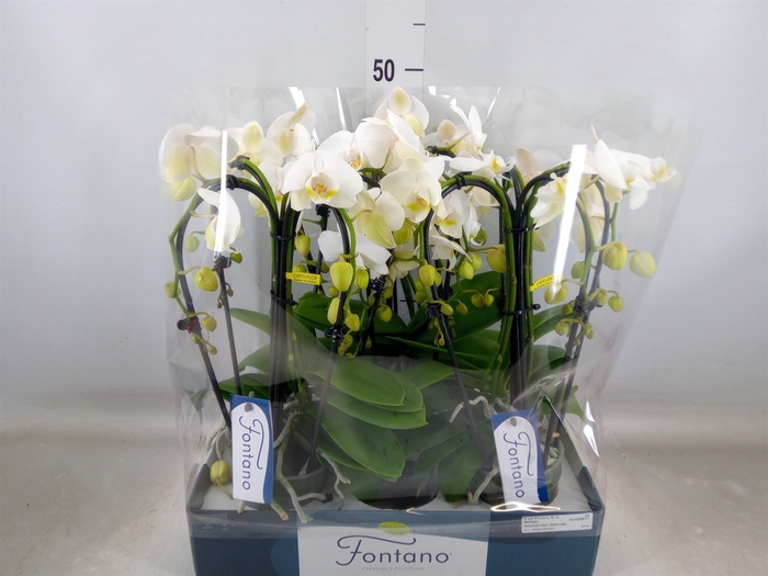 <h4>Phalaenopsis   ...white</h4>