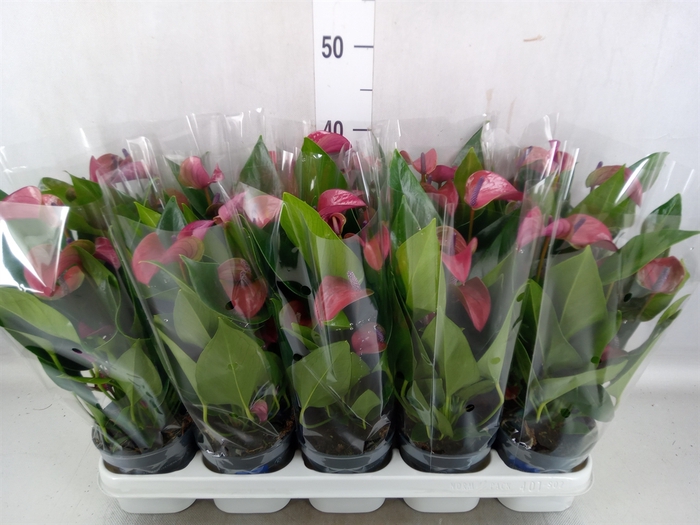 <h4>Anthurium andr. 'Pure Purple'</h4>