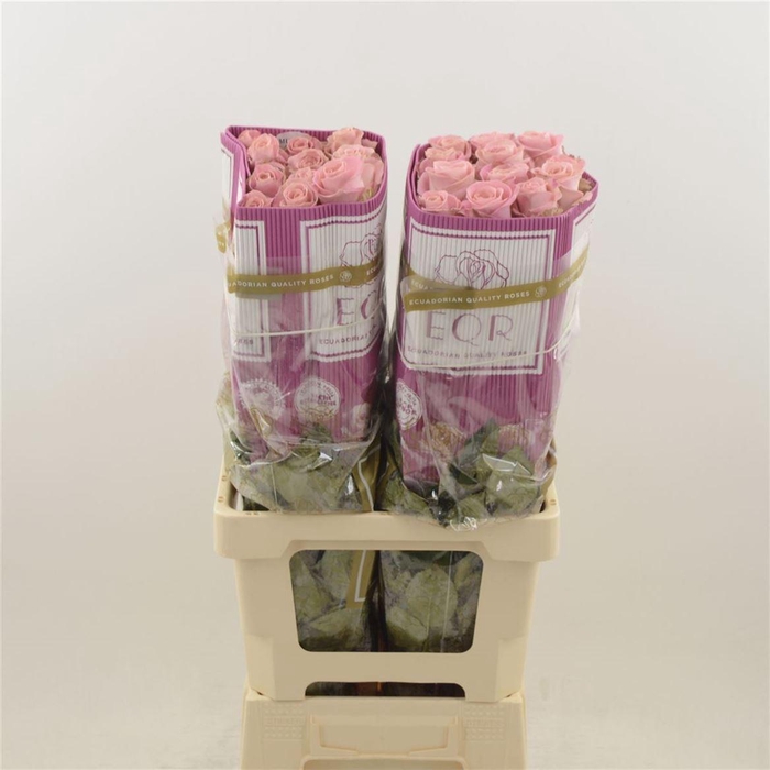 <h4>Rosa gr Hermosa+</h4>