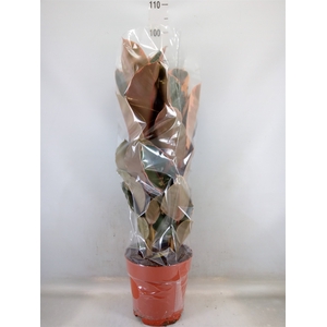 Ficus elastica 'Belize'
