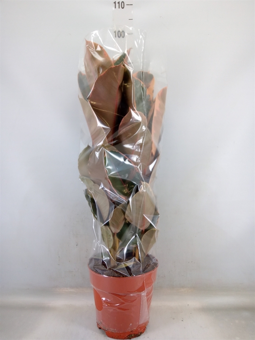 <h4>Ficus elastica 'Belize'</h4>