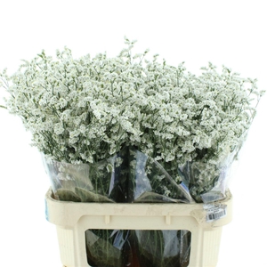 Limonium Joy White X50