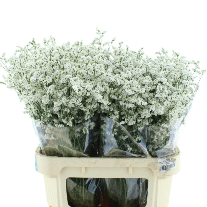 <h4>Limonium Joy White X50</h4>