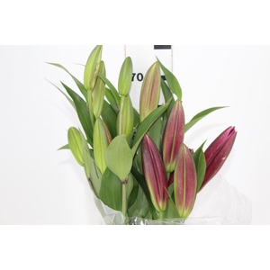 LIRIO TOUCHSTONE 080 CM HT 3/5 FLS