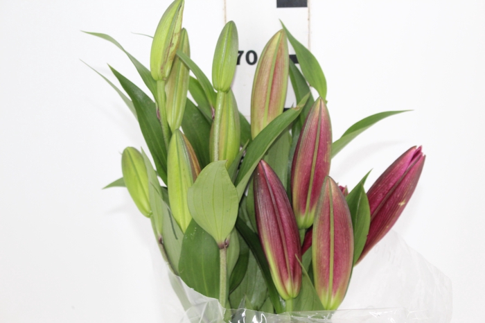 <h4>LIRIO TOUCHSTONE 080 CM HT 3/5 FLS</h4>