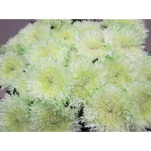 Chr G Etrusko Sweet Groen