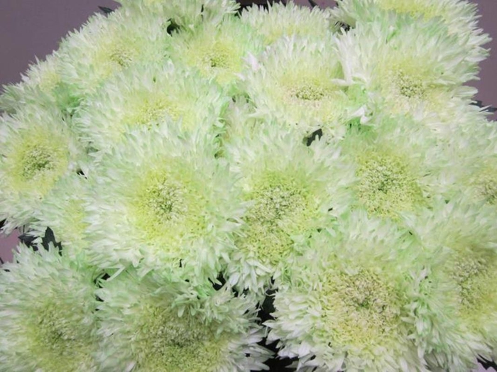 <h4>Chr G Etrusko Sweet Groen</h4>