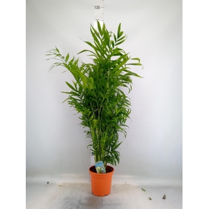 Chamaedorea elegans