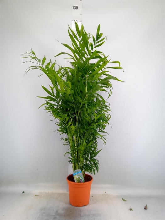 <h4>Chamaedorea elegans</h4>