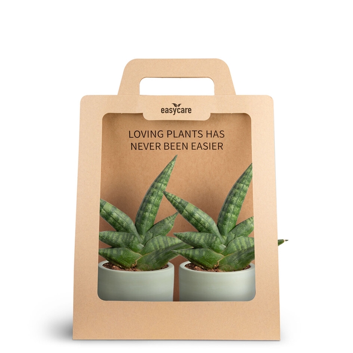 2-Pack Woodbase, Boncellensis