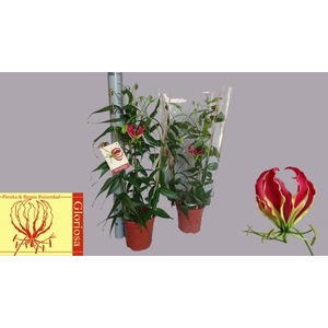 Gloriosa Rothschildiana 21Ø 100cm 3pp