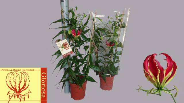 Gloriosa Rothschildiana 21Ø 100cm 3pp
