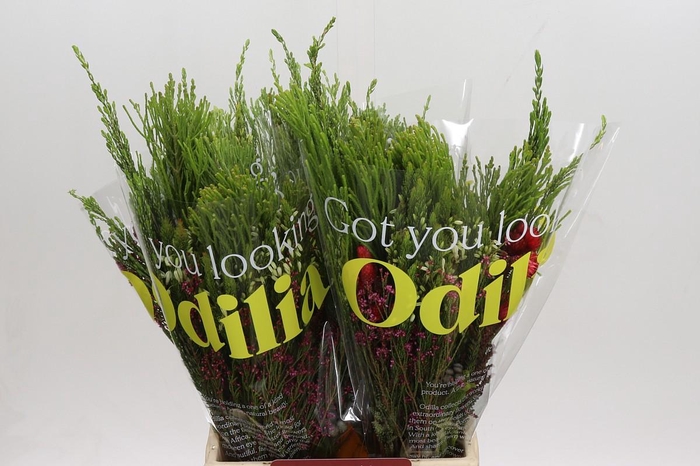 <h4>BQ Cape Greenmix</h4>