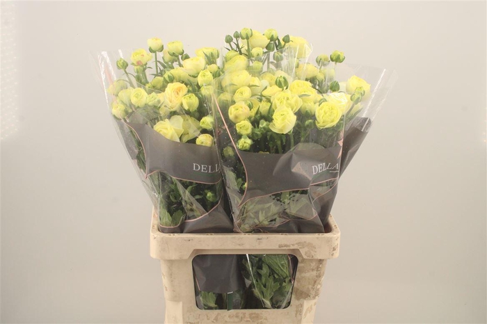 <h4>Ran N Moderna Limon</h4>