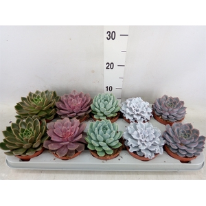 Echeveria   ...mix