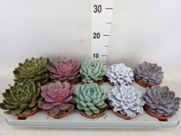 <h4>Echeveria   ...mix</h4>