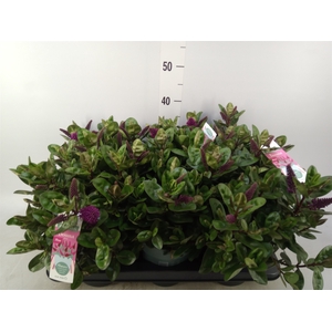 Hebe  'Hebedonna Alina'