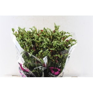 Fr Du Mandarine Orange