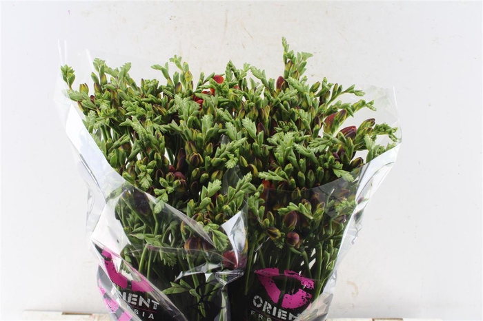 <h4>Fr Du Mandarine Orange</h4>