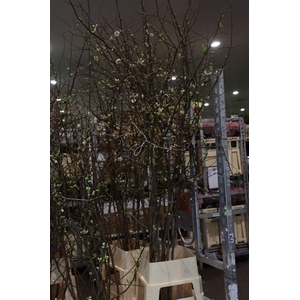 Chaenomeles Jap Salmon Pink 200 220cm