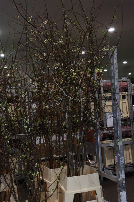 <h4>Chaenomeles Jap Salmon Pink 200 220cm</h4>