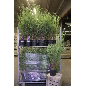 arr8 Farg Deep Purple