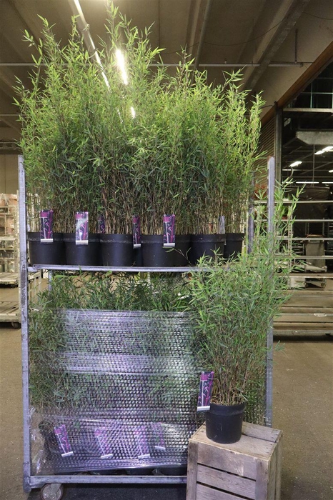 <h4>arr8 Farg Deep Purple</h4>