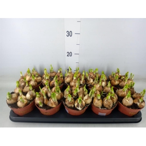 Narcissus  'Tete a tete'