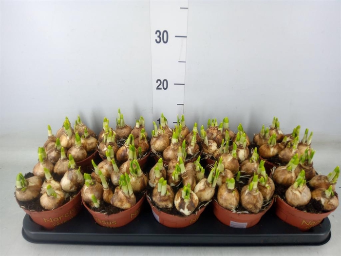 <h4>Narcissus  'Tete a tete'</h4>