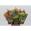 BQ Nutans Cordifolium SFB
