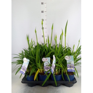 Agapanthus  'Amourette Superb'