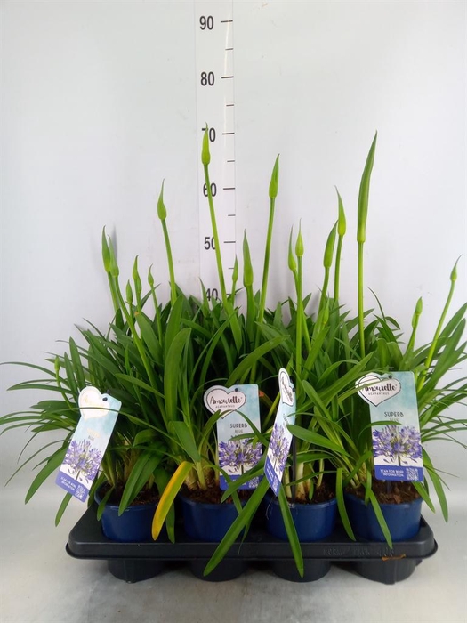 <h4>Agapanthus  'Amourette Superb'</h4>