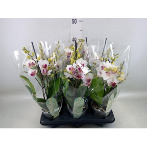 Phalaenopsis multi. 'FC Safe Haven'