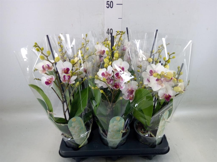 <h4>Phalaenopsis multi. 'FC Safe Haven'</h4>